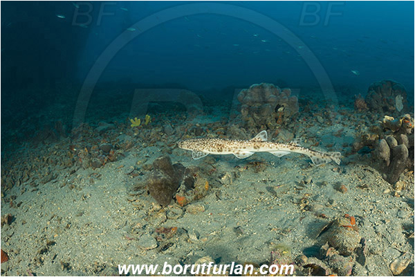 Pula, Istria, Croatia, Adriatic sea, Mediterranean sea, Scyliorhinus canicula, Scyliorhinus, Scyliorhinidae, Elasmobranchii, Small-spotted catshark, Catshark, Shark, Fish, Reef