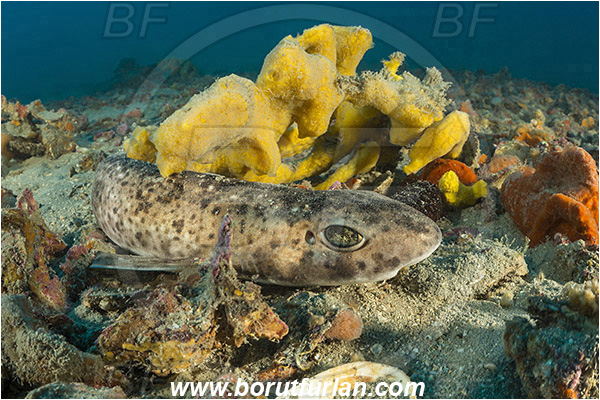 Pula, Istria, Croatia, Adriatic sea, Mediterranean sea, Scyliorhinus canicula, Scyliorhinus, Scyliorhinidae, Elasmobranchii, Small-spotted catshark, Catshark, Shark, Fish, Reef