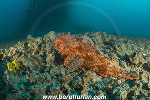 Pula, Istria, Croatia, Adriatic sea, Mediterranean sea, Wreck Baron Gautsch, Baron Gautsch, Wreck, Scorpaena scrofa, Scorpaena, Scorpaenidae, Great red scorpionfish, Scorpionfish, Fish