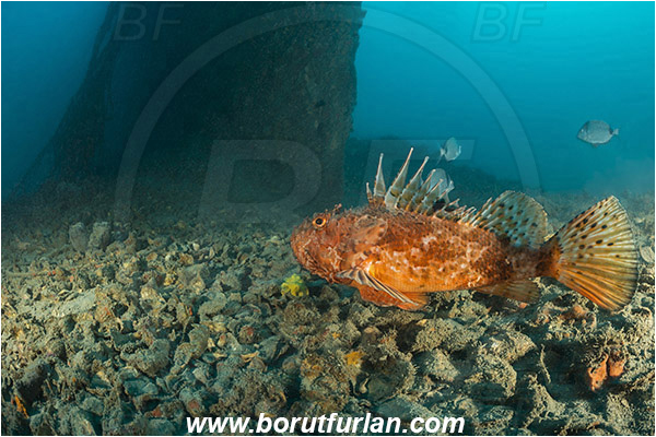 Pula, Istria, Croatia, Adriatic sea, Mediterranean sea, Wreck Baron Gautsch, Baron Gautsch, Wreck, Scorpaena scrofa, Scorpaena, Scorpaenidae, Great red scorpionfish, Scorpionfish, Fish