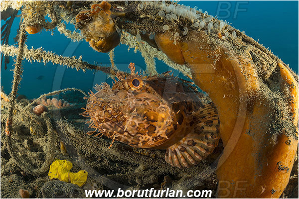 Pula, Istria, Croatia, Adriatic sea, Mediterranean sea, Wreck Baron Gautsch, Baron Gautsch, Wreck, Scorpaena scrofa, Scorpaena, Scorpaenidae, Great red scorpionfish, Scorpionfish, Fish, Portrait