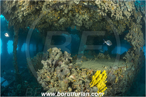 Pula, Istria, Croatia, Adriatic sea, Mediterranean sea, Wreck Baron Gautsch, Baron Gautsch, Wreck