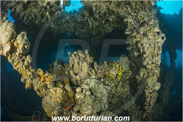 Pula, Istria, Croatia, Adriatic sea, Mediterranean sea, Wreck Baron Gautsch, Baron Gautsch, Wreck