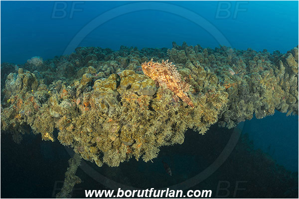 Pula, Istria, Croatia, Adriatic sea, Mediterranean sea, Wreck Baron Gautsch, Baron Gautsch, Wreck, Scorpaena scrofa, Scorpaena, Scorpaenidae, Great red scorpionfish, Scorpionfish, Fish