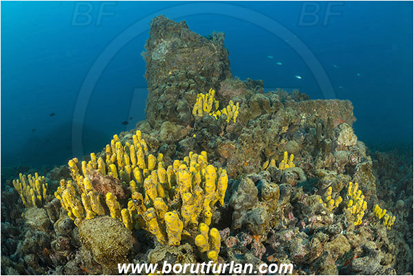 Pula, Istria, Croatia, Adriatic sea, Mediterranean sea, Wreck Baron Gautsch, Baron Gautsch, Wreck, Aplysina aerophoba, Aplysina, Aplysinidae, Yellow Tube Sponge, Golden Sponge, Sponge, Porifera
