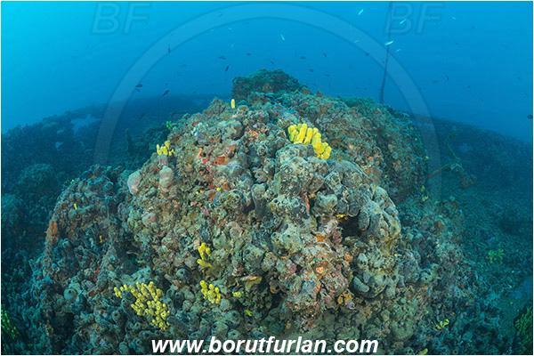 Pula, Istria, Croatia, Adriatic sea, Mediterranean sea, Wreck Baron Gautsch, Baron Gautsch, Wreck