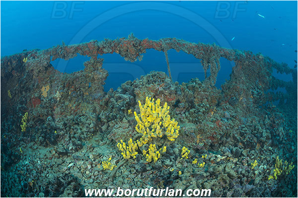Pula, Istria, Croatia, Adriatic sea, Mediterranean sea, Wreck Baron Gautsch, Baron Gautsch, Wreck