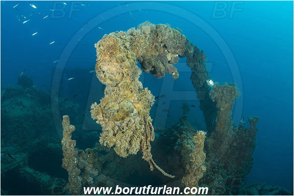 Pula, Istria, Croatia, Adriatic sea, Mediterranean sea, Wreck Baron Gautsch, Baron Gautsch, Wreck