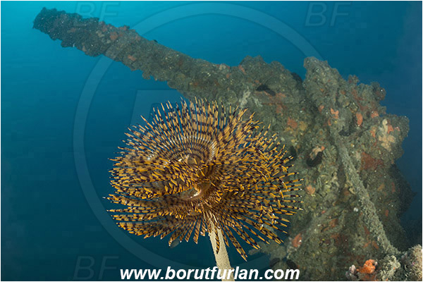 Rovinj, Istria, Croatia, Adriatic sea, Mediterranean sea, Wreck Giuseppe Dezza, Giuseppe Dezza, Wreck, Sabella spallanzanii, Sabella, Sabellidae, Mediterranean fanworm, Worm, Polychaeta