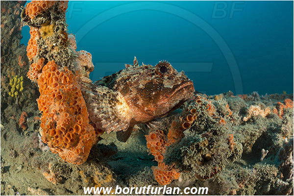 Rovinj, Istria, Croatia, Adriatic sea, Mediterranean sea, Wreck Giuseppe Dezza, Giuseppe Dezza, Wreck, Scorpaena porcus, Scorpaena, Scorpaenidae, Brown scorpionfish, Scorpionfish, Fish