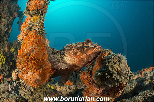 Rovinj, Istria, Croatia, Adriatic sea, Mediterranean sea, Wreck Giuseppe Dezza, Giuseppe Dezza, Wreck, Scorpaena porcus, Scorpaena, Scorpaenidae, Brown scorpionfish, Scorpionfish, Fish