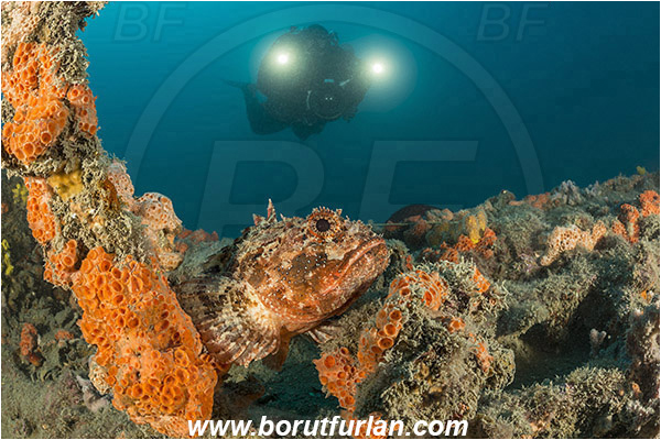 Rovinj, Istria, Croatia, Adriatic sea, Mediterranean sea, Wreck Giuseppe Dezza, Giuseppe Dezza, Wreck, Scorpaena porcus, Scorpaena, Scorpaenidae, Brown scorpionfish, Scorpionfish, Fish, Diver, Underwater videographer