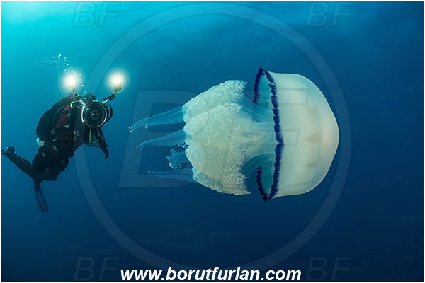 Rovinj, Istria, Croatia, Adriatic sea, Mediterranean sea, Rhizostoma pulmo, Rhizostoma, Rhizostomatidae, Scyphozoa, Cnidaria, Cnidarian, Barrel jellyfish, Jellyfish, Diver, Underwater videographer