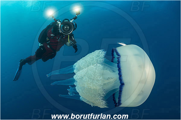 Rovinj, Istria, Croatia, Adriatic sea, Mediterranean sea, Rhizostoma pulmo, Rhizostoma, Rhizostomatidae, Scyphozoa, Cnidaria, Cnidarian, Barrel jellyfish, Jellyfish, Diver, Underwater videographer