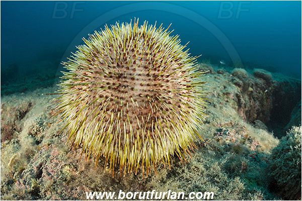 Rovinj, Istria, Croatia, Adriatic sea, Mediterranean sea, Echinus melo, Echinus, Echinidae, Melon sea urchin, Sea urchin, Echinoidea, Echinodermata, Echinoderm, Reef