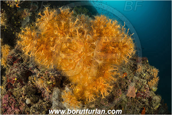 Island Plavnik, Croatia, Adriatic sea, Mediterranean sea, Parazoanthus axinellae, Parazoanthus, Parazoanthidae, Yellow cluster anemone, Anemone, Anthozoa, Cnidaria, Cnidarian, Reef