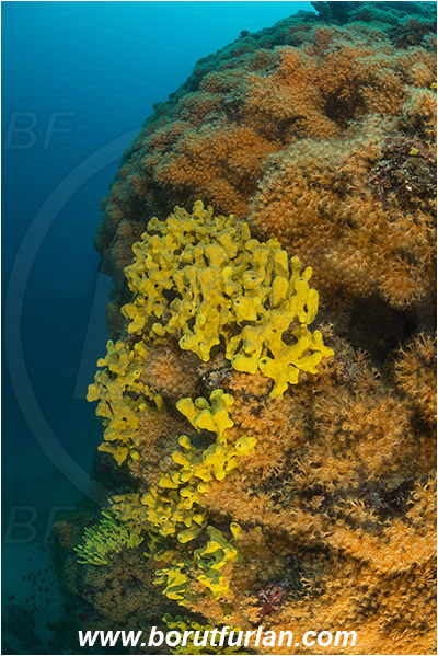 Island Plavnik, Croatia, Adriatic sea, Mediterranean sea, Parazoanthus axinellae, Parazoanthus, Parazoanthidae, Yellow cluster anemone, Anemone, Anthozoa, Cnidaria, Cnidarian, Aplysina aerophoba, Aplysina, Aplysinidae, Yellow Tube Sponge, Golden Sponge, Sponge, Porifera, Reef