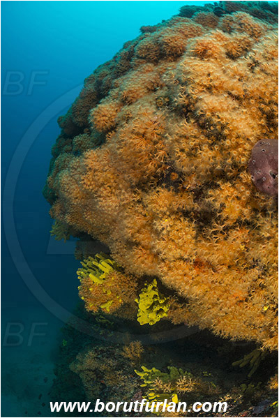 Island Plavnik, Croatia, Adriatic sea, Mediterranean sea, Parazoanthus axinellae, Parazoanthus, Parazoanthidae, Yellow cluster anemone, Anemone, Anthozoa, Cnidaria, Cnidarian, Reef