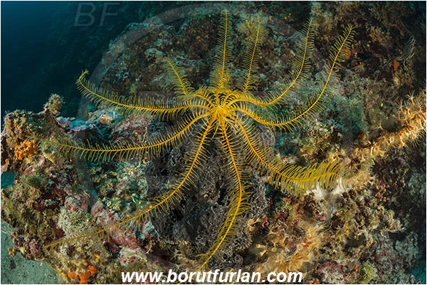 Island Plavnik, Croatia, Adriatic sea, Mediterranean sea, Reef, Antedon mediterranea, Antedon, Antedonidae, Mediterranean feather star, Crinoid, Crinoidea, Feather star, Echinodermata, Echinoderm