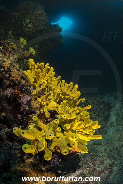Island Cres, Croatia, Adriatic sea, Mediterranean sea, Aplysina aerophoba, Aplysina, Aplysinidae, Yellow Tube Sponge, Golden Sponge, Sponge, Porifera, Reef, Cave