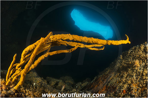 Island Cres, Croatia, Adriatic sea, Mediterranean sea, Axinella verrucosa, Axinella, Axinellidae, Yellow Axinella sponge, Yellow branching sponge, Sponge, Porifera, Reef, Cave