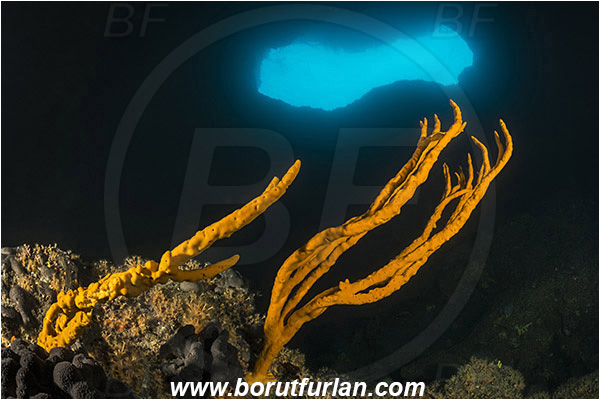 Island Cres, Croatia, Adriatic sea, Mediterranean sea, Axinella verrucosa, Axinella, Axinellidae, Yellow Axinella sponge, Yellow branching sponge, Sponge, Porifera, Reef, Cave