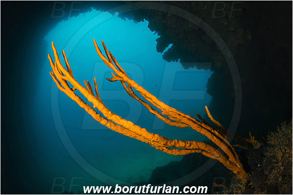 Island Cres, Croatia, Adriatic sea, Mediterranean sea, Axinella verrucosa, Axinella, Axinellidae, Yellow Axinella sponge, Yellow branching sponge, Sponge, Porifera, Reef, Cave