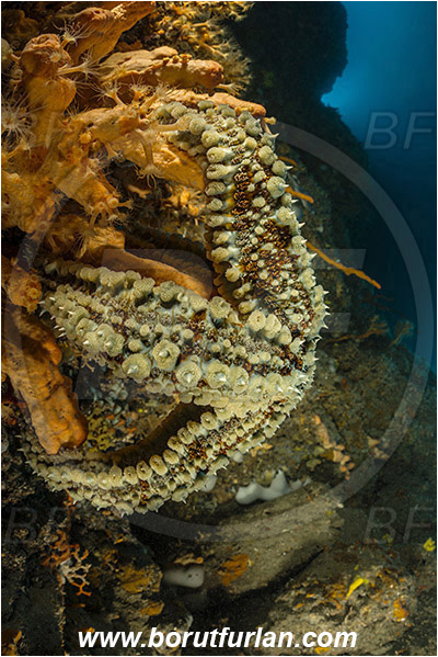 Island Cres, Croatia, Adriatic sea, Mediterranean sea, Marthasterias glacialis, Marthasterias, Asteriidae, Spiny starfish, Strafish, Asteroidea, Echinodermata, Echinoderm, Reef, Cave