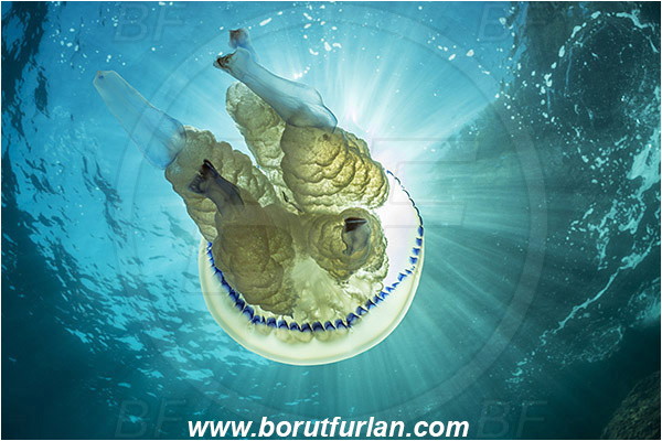 Island Cres, Croatia, Adriatic sea, Mediterranean sea, Rhizostoma pulmo, Rhizostoma, Rhizostomatidae, Scyphozoa, Cnidaria, Cnidarian, Barrel jellyfish, Jellyfish, Light rays