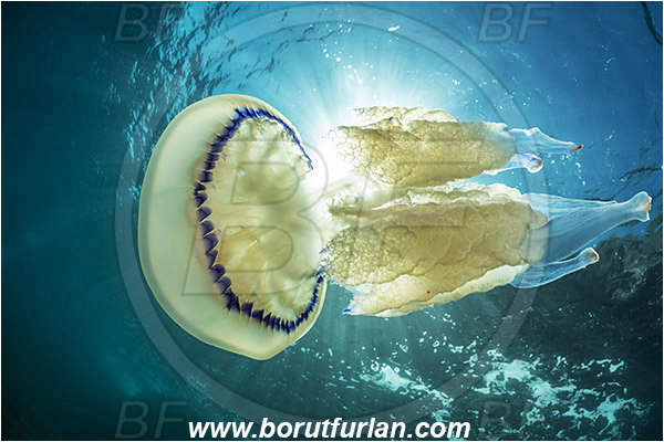 Island Cres, Croatia, Adriatic sea, Mediterranean sea, Rhizostoma pulmo, Rhizostoma, Rhizostomatidae, Scyphozoa, Cnidaria, Cnidarian, Barrel jellyfish, Jellyfish