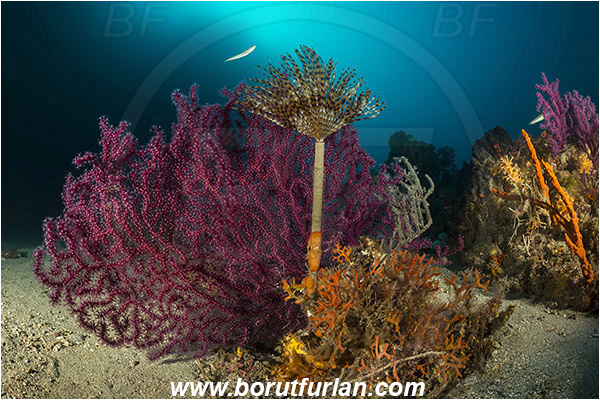 Island Cres, Croatia, Adriatic sea, Mediterranean sea, Paramuricea clavata, Paramuricea, Plexauridae, Mediterranean gorgonian, Sea fan, Coral, Cnidaria, Cnidarian, Worm, Sabella spallanzanii, Sabella, Sabellidae, Mediterranean fanworm, Polychaeta, Reef