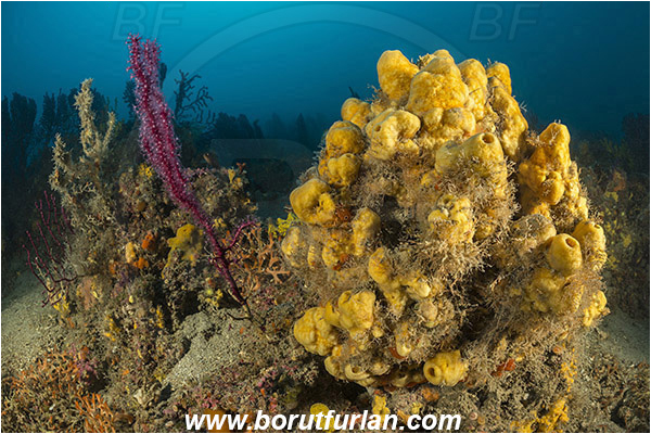 Island Cres, Croatia, Adriatic sea, Mediterranean sea, Sponge, Porifera, Unidentified, Reef