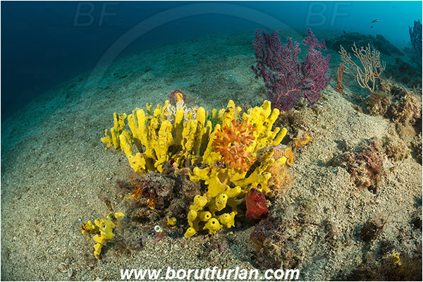 Island Cres, Croatia, Adriatic sea, Mediterranean sea, Aplysina aerophoba, Aplysina, Aplysinidae, Yellow Tube Sponge, Golden Sponge, Sponge, Porifera, Reef