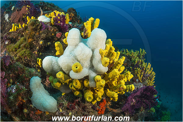 Island Cres, Croatia, Adriatic sea, Mediterranean sea, Aplysina aerophoba, Aplysina, Aplysinidae, Yellow Tube Sponge, Golden Sponge, Sponge, Porifera, Polycitor adriaticus, Polycitor, Polycitoridae, Adriatic ascidian, Colony of Tunicates, Colonial sea squirt, Sea squirt, Ascidiacea, Tunicata, Tunicate, Reef