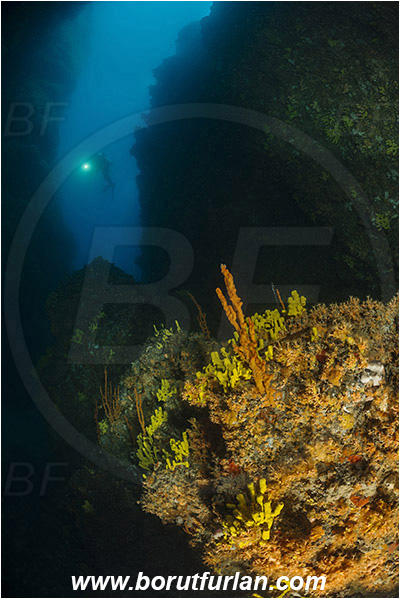 Island Cres, Island Cutin, Croatia, Adriatic sea, Mediterranean sea, Various benthic animals, Reef, Cave, Canyon, Diver