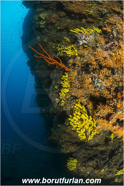 Island Cres, Island Cutin, Croatia, Adriatic sea, Mediterranean sea, Various benthic animals, Aplysina aerophoba, Aplysina, Aplysinidae, Yellow Tube Sponge, Golden Sponge, Sponge, Porifera, Parazoanthus axinellae, Parazoanthus, Parazoanthidae, Yellow cluster anemone, Anemone, Anthozoa, Cnidaria, Cnidarian, Reef