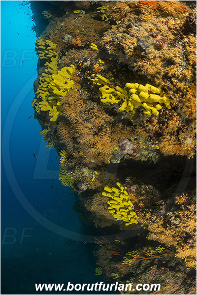 Island Cres, Island Cutin, Croatia, Adriatic sea, Mediterranean sea, Various benthic animals, Aplysina aerophoba, Aplysina, Aplysinidae, Yellow Tube Sponge, Golden Sponge, Sponge, Porifera, Parazoanthus axinellae, Parazoanthus, Parazoanthidae, Yellow cluster anemone, Anemone, Anthozoa, Cnidaria, Cnidarian, Reef