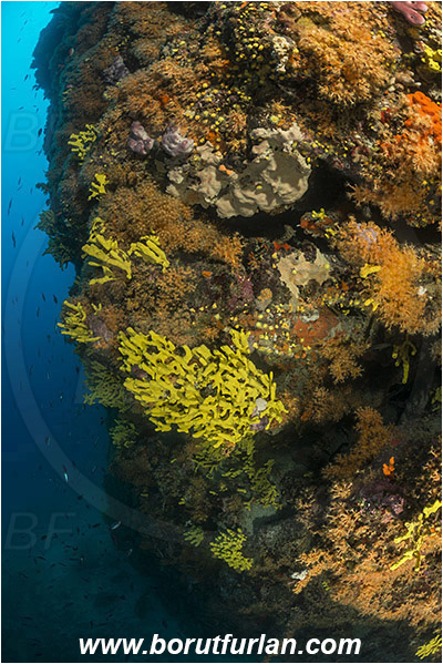 Island Cres, Island Cutin, Croatia, Adriatic sea, Mediterranean sea, Various benthic animals, Aplysina aerophoba, Aplysina, Aplysinidae, Yellow Tube Sponge, Golden Sponge, Sponge, Porifera, Parazoanthus axinellae, Parazoanthus, Parazoanthidae, Yellow cluster anemone, Anemone, Anthozoa, Cnidaria, Cnidarian, Reef
