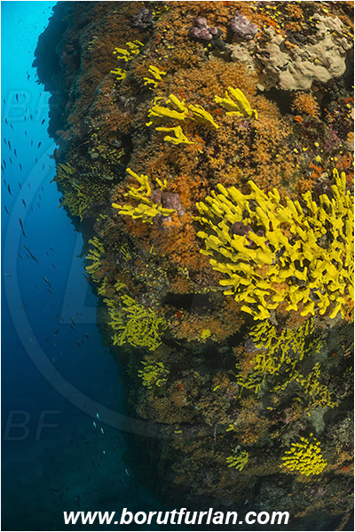 Island Cres, Island Cutin, Croatia, Adriatic sea, Mediterranean sea, Various benthic animals, Aplysina aerophoba, Aplysina, Aplysinidae, Yellow Tube Sponge, Golden Sponge, Sponge, Porifera, Parazoanthus axinellae, Parazoanthus, Parazoanthidae, Yellow cluster anemone, Anemone, Anthozoa, Cnidaria, Cnidarian, Reef