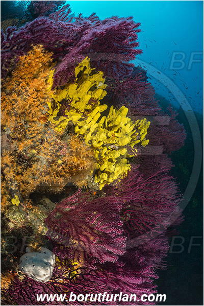 Island Cres, Island Cutin, Croatia, Adriatic sea, Mediterranean sea, Paramuricea clavata, Paramuricea, Plexauridae, Mediterranean gorgonian, Sea fan, Coral, Cnidaria, Cnidarian, Aplysina aerophoba, Aplysina, Aplysinidae, Yellow Tube Sponge, Golden Sponge, Sponge, Porifera, Reef