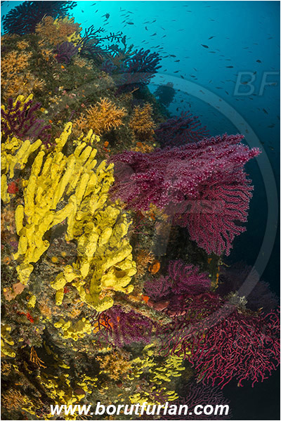 Island Cres, Island Cutin, Croatia, Adriatic sea, Mediterranean sea, Paramuricea clavata, Paramuricea, Plexauridae, Mediterranean gorgonian, Sea fan, Coral, Cnidaria, Cnidarian, Aplysina aerophoba, Aplysina, Aplysinidae, Yellow Tube Sponge, Golden Sponge, Sponge, Porifera, Reef