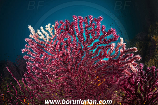 Island Cres, Island Cutin, Croatia, Adriatic sea, Mediterranean sea, Paramuricea clavata, Paramuricea, Plexauridae, Mediterranean gorgonian, Sea fan, Coral, Cnidaria, Cnidarian, Reef