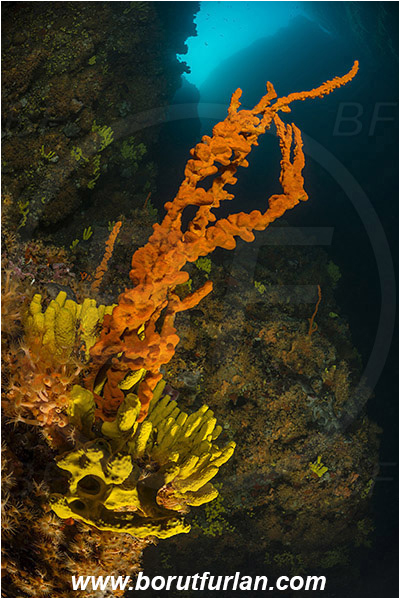 Island Cres, Island Cutin, Croatia, Adriatic sea, Mediterranean sea, Parazoanthus axinellae, Parazoanthus, Parazoanthidae, Yellow cluster anemone, Anemone, Anthozoa, Cnidaria, Cnidarian, Aplysina aerophoba, Aplysina, Aplysinidae, Yellow Tube Sponge, Golden Sponge, Axinella cannabina, Axinella, Axinellidae, Red Axinella sponge, Red branching sponge, Sponge, Porifera, Reef, Canyon