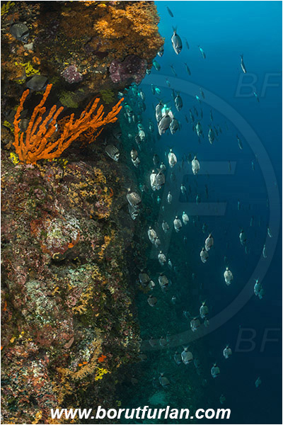 Island Cres, Island Cutin, Croatia, Adriatic sea, Mediterranean sea, Axinella cannabina, Axinella, Axinellidae, Red Axinella sponge, Red branching sponge, Sponge, Porifera, Reef, Diplodus vulgaris, Diplodus, Sparidae, Common two-banded seabream, Seabream, Fish, Fish school