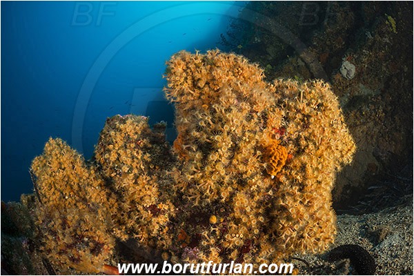 Island Cres, Island Cutin, Croatia, Adriatic sea, Mediterranean sea, Parazoanthus axinellae, Parazoanthus, Parazoanthidae, Yellow cluster anemone, Anemone, Anthozoa, Cnidaria, Cnidarian, Reef