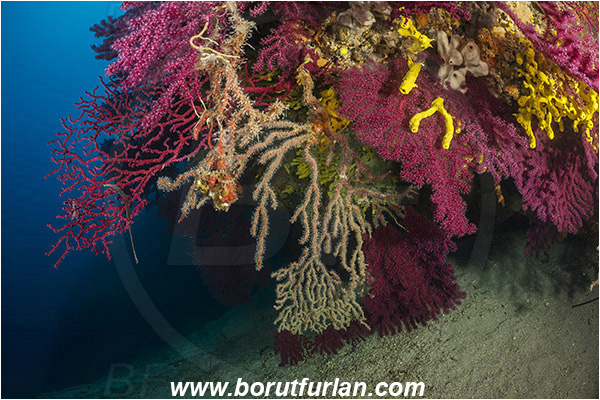 Island Cres, Island Cutin, Croatia, Adriatic sea, Mediterranean sea, Paramuricea clavata, Paramuricea, Plexauridae, Mediterranean gorgonian, Sea fan, Coral, Cnidaria, Cnidarian, Reef