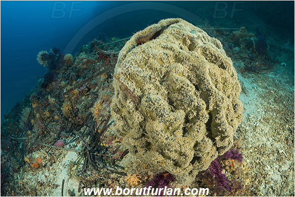 Island Cres, Island Cutin, Croatia, Adriatic sea, Mediterranean sea, Geodia cydonium, Geodia, Geodiidae, Sponge, Porifera, Reef