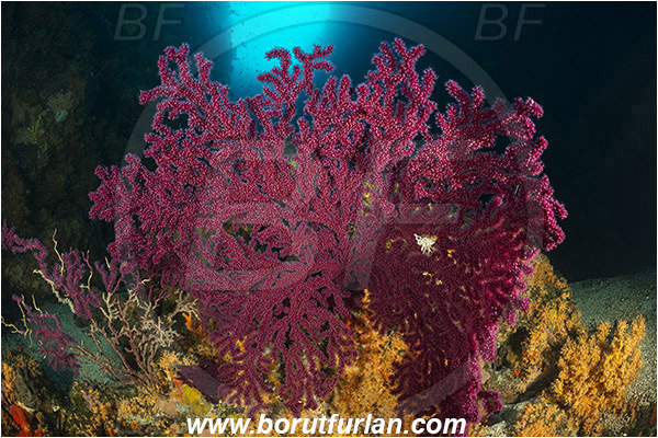 Island Cres, Island Cutin, Croatia, Adriatic sea, Mediterranean sea, Paramuricea clavata, Paramuricea, Plexauridae, Mediterranean gorgonian, Sea fan, Coral, Cnidaria, Cnidarian, Reef, Canyon