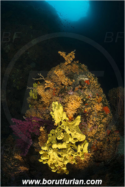 Island Cres, Island Cutin, Croatia, Adriatic sea, Mediterranean sea, Various benthic animals, Aplysina aerophoba, Aplysina, Aplysinidae, Yellow Tube Sponge, Golden Sponge, Sponge, Porifera, Parazoanthus axinellae, Parazoanthus, Parazoanthidae, Yellow cluster anemone, Anemone, Anthozoa, Cnidaria, Cnidarian, Reef, Canyon