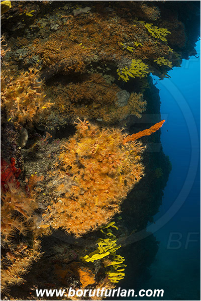 Island Cres, Island Cutin, Croatia, Adriatic sea, Mediterranean sea, Various benthic animals, Aplysina aerophoba, Aplysina, Aplysinidae, Yellow Tube Sponge, Golden Sponge, Sponge, Porifera, Parazoanthus axinellae, Parazoanthus, Parazoanthidae, Yellow cluster anemone, Anemone, Anthozoa, Cnidaria, Cnidarian, Reef